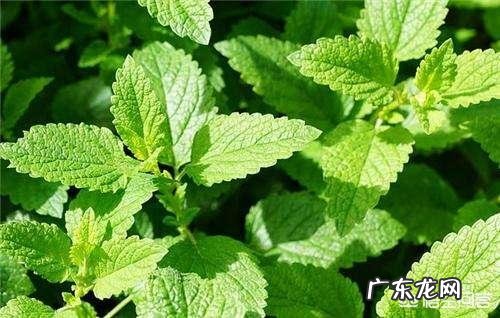 怎么在阳台种薄荷？