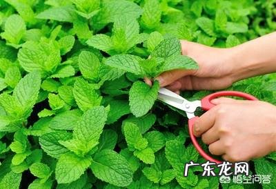 怎么在阳台种薄荷？