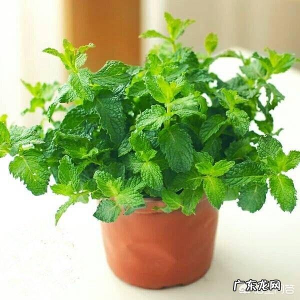 怎么在阳台种薄荷?