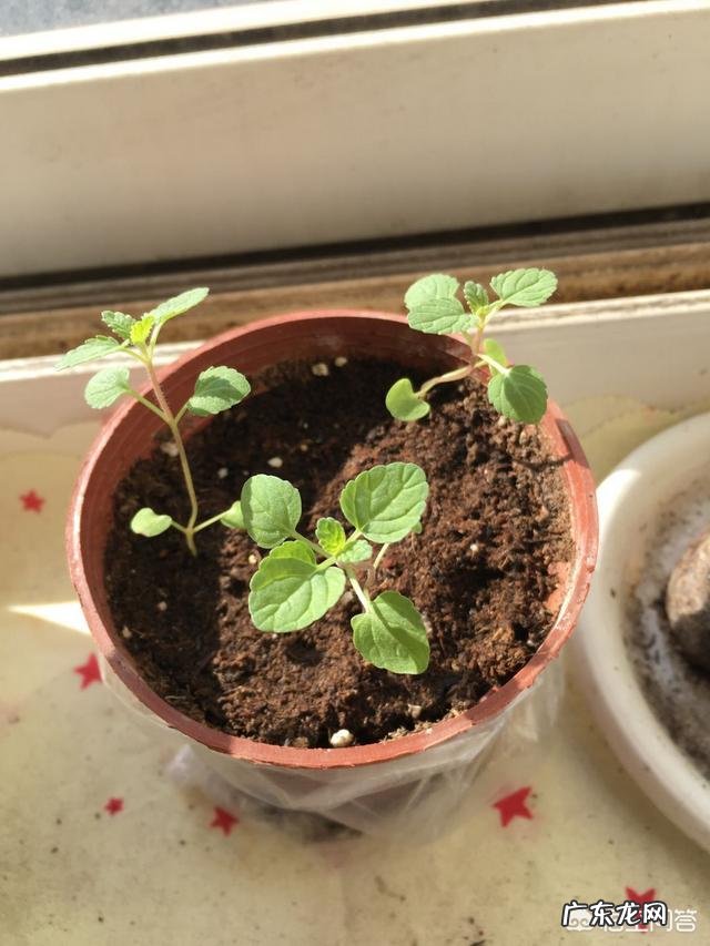 怎么在阳台种薄荷?