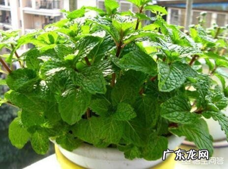 怎么在阳台种薄荷?