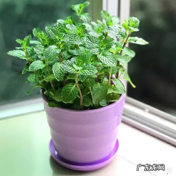 怎么在阳台种薄荷?