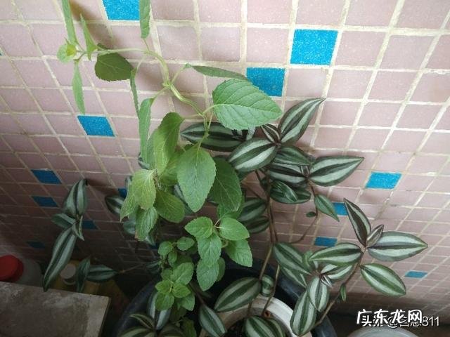 怎么在阳台种薄荷？