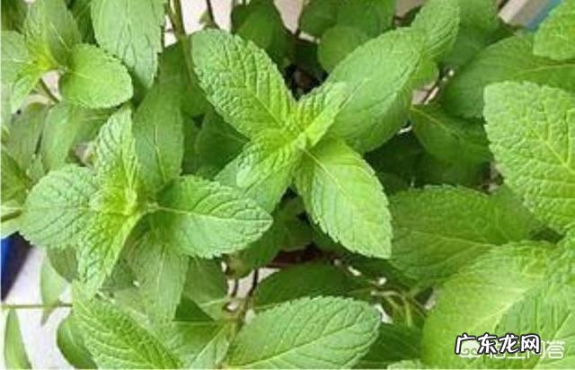 怎么在阳台种薄荷?