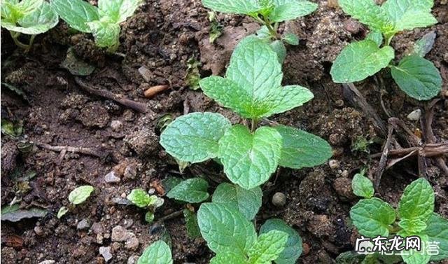 怎么在阳台种薄荷?