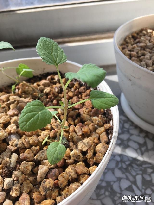 怎么在阳台种薄荷?