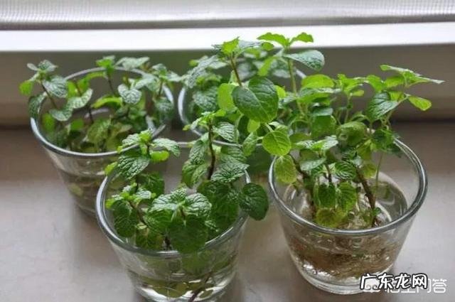 怎么在阳台种薄荷?