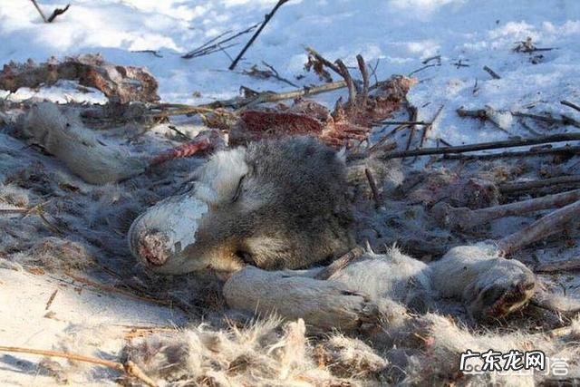 西伯利亚虎 东北虎VS孟加拉虎，谁厉害？东北虎遇狼群和孟虎遇狼群，情况分别是怎样的？