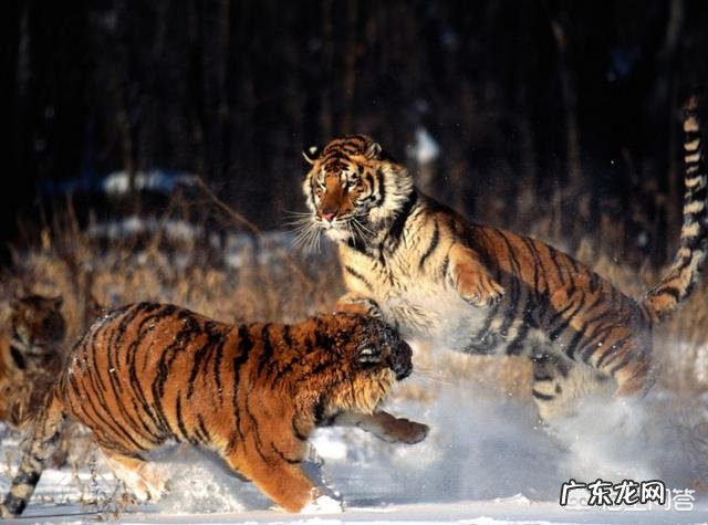 西伯利亚虎 东北虎VS孟加拉虎，谁厉害？东北虎遇狼群和孟虎遇狼群，情况分别是怎样的？