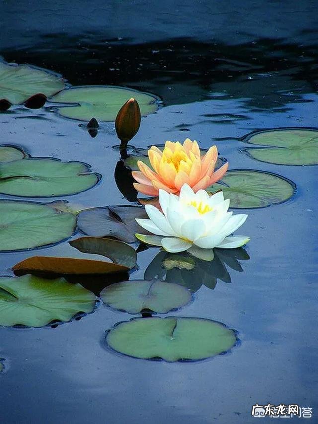睡莲与莲花有什么区别?