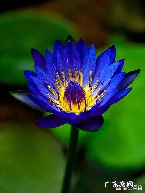 睡莲与莲花有什么区别?