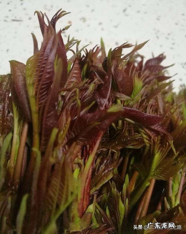 春天了,要多吃什么呢?