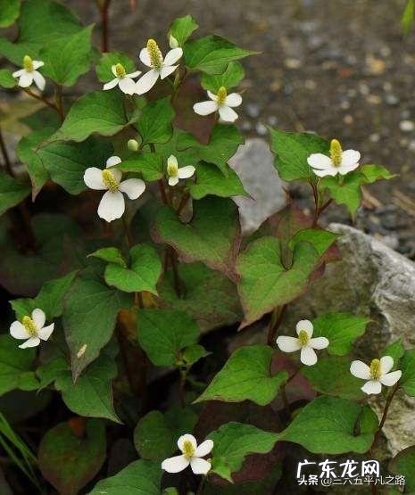 春天了,要多吃什么呢?