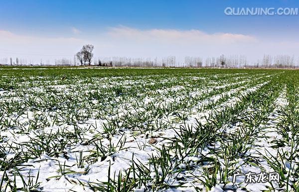 农村俗语“小雪雪满天,来年必丰年”是什么意思?有道理吗?