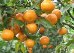 吃桔子的好方法