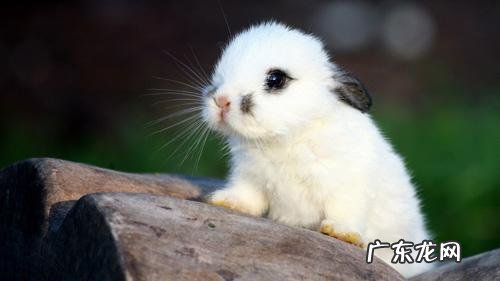 侏儒海棠兔是不是越小越好？