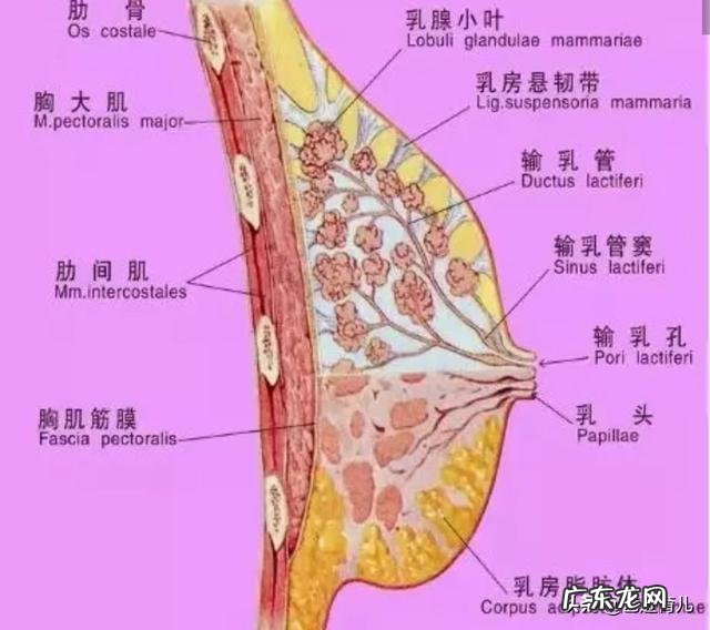 当母乳喂养遭遇急性乳腺炎,是否暂停哺乳?