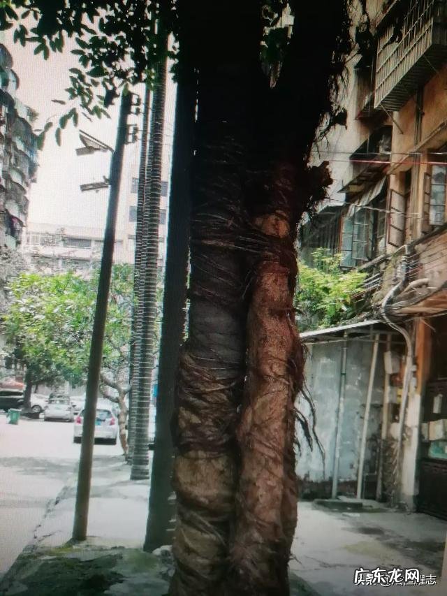 如果国家只能开结婚证不开离婚证,一辈子只结一次婚,那会怎么样?