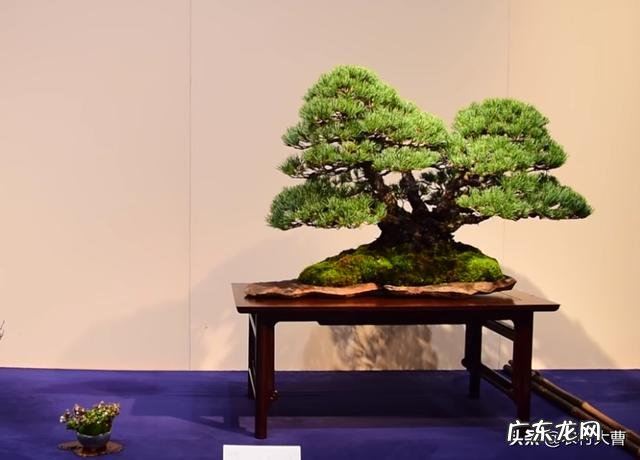 盆景松树杀菌用什么药要替换吗?