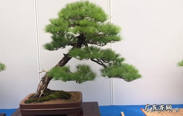 盆景松树杀菌用什么药要替换吗?