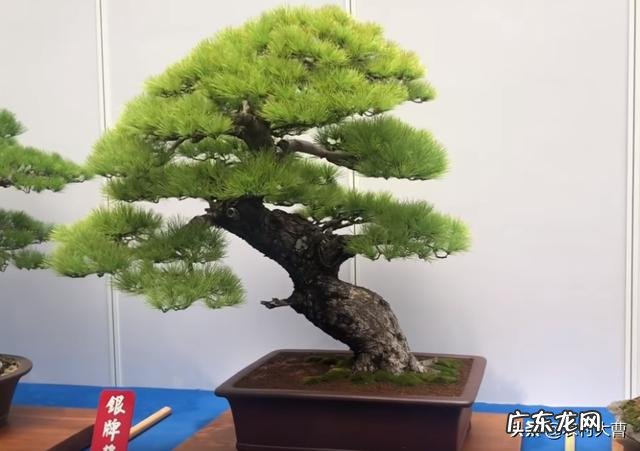 盆景松树杀菌用什么药要替换吗?