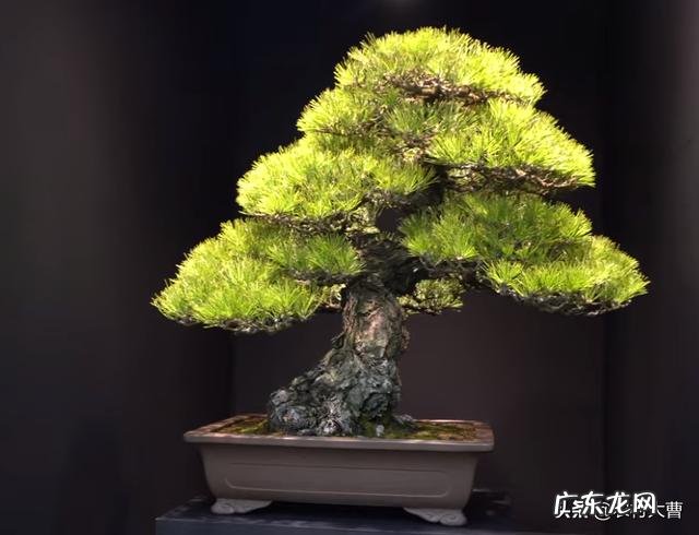 盆景松树杀菌用什么药要替换吗?