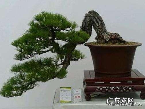 盆景松树杀菌用什么药要替换吗?