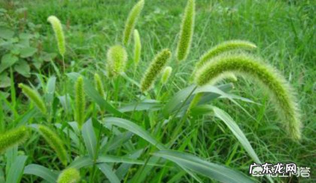 狗尾草有什么功效和作用呢?