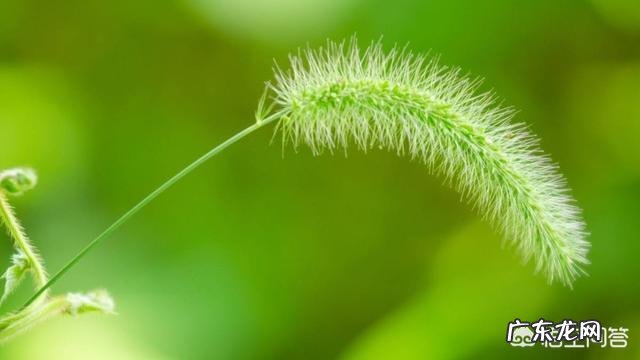 狗尾草有什么功效和作用呢?