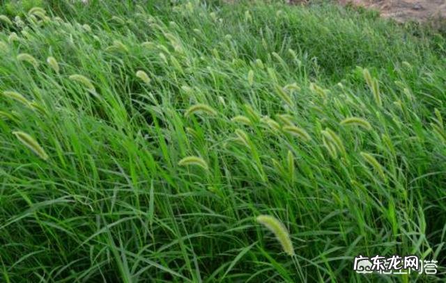 狗尾草有什么功效和作用呢?