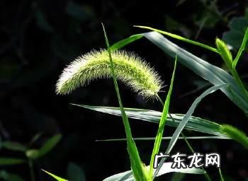 狗尾草有什么功效和作用呢?