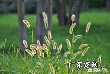 狗尾草有什么功效和作用呢?