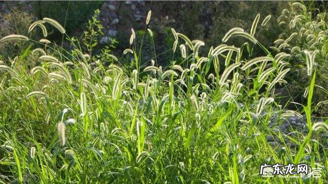 狗尾草有什么功效和作用呢?