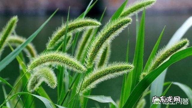 狗尾草有什么功效和作用呢?