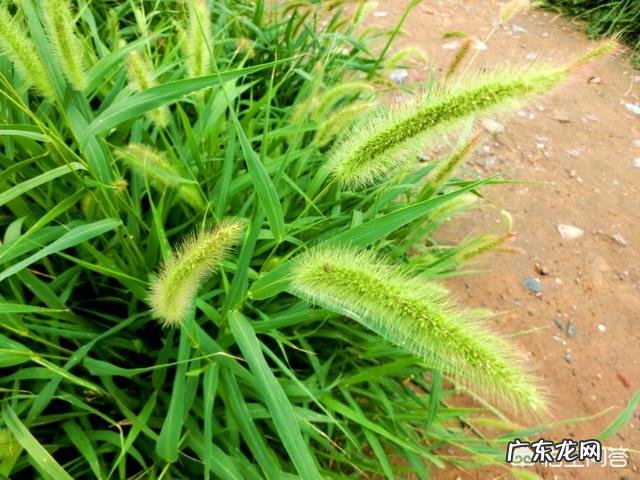狗尾草有什么功效和作用呢?