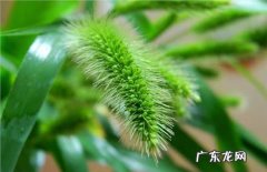 狗尾草有什么功效和作用呢？