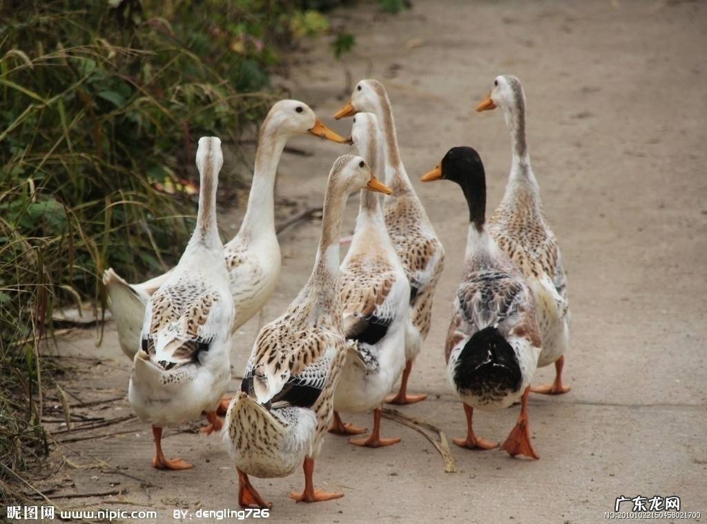 鸭子能不能养
