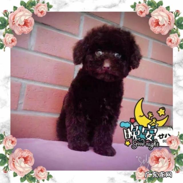 4岁女儿想养一只狗,没有养狗经验,有推荐的品种吗?