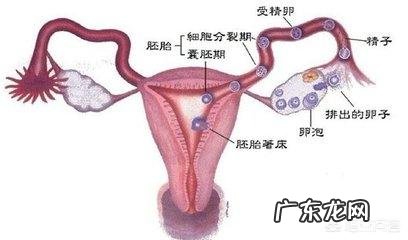 多囊卵巢导致不孕可以做试管婴儿吗?