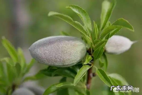 巴旦木是一种什么样的坚果?有什么功效吗?