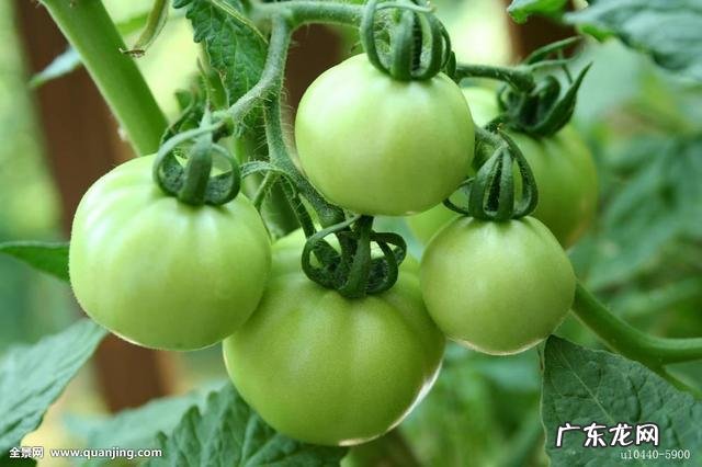 西红柿是哪个季节的食物,怎么吃最营养?