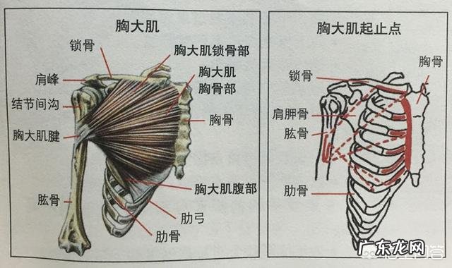 如何快速练出腹肌胸肌?