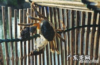 大闸蟹为什么叫做大闸蟹?“闸”字如何而来?