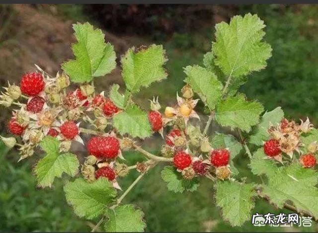 小时候在农村有哪些你忘不了的美味?