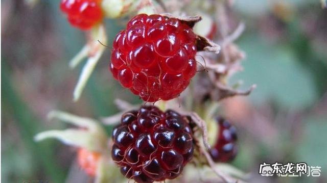 小时候在农村有哪些你忘不了的美味?