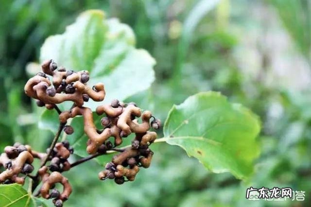 小时候在农村有哪些你忘不了的美味?