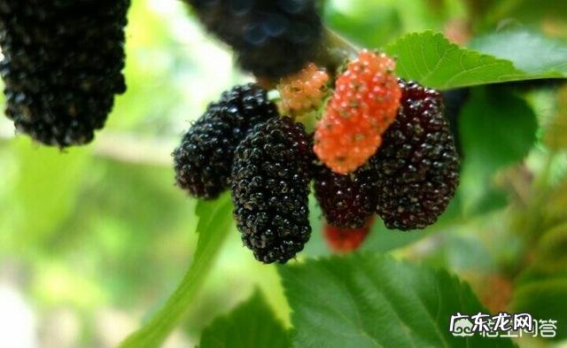 小时候在农村有哪些你忘不了的美味?