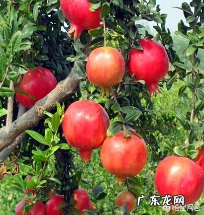 小时候在农村有哪些你忘不了的美味?