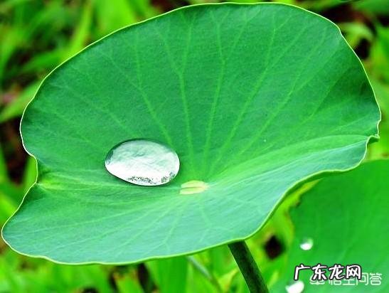 小时候在农村有哪些你忘不了的美味?