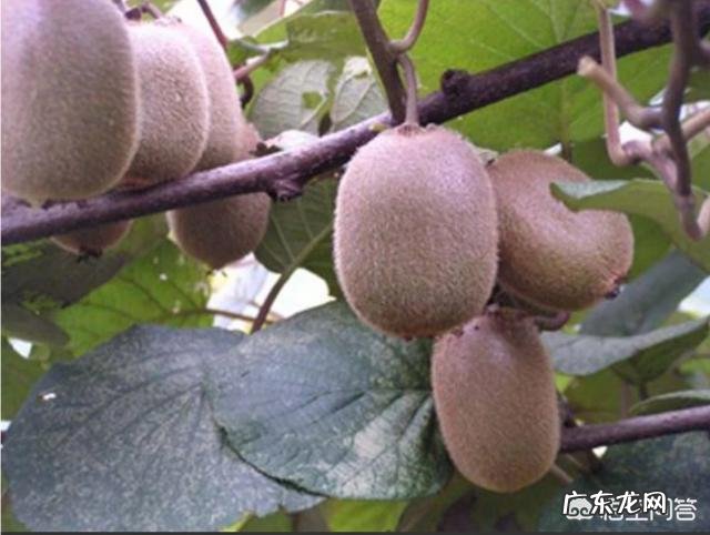 小时候在农村有哪些你忘不了的美味?